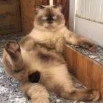 Chaires profile picture