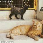 Arely Wintheiser Profile Picture