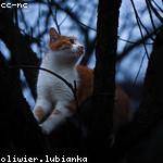 Calista Kling Profile Picture