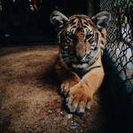 Izabella Swift Profile Picture