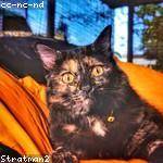 Macie Sporer Profile Picture